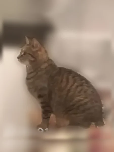 Perdu chat femelle, Paris — sans queue - photo