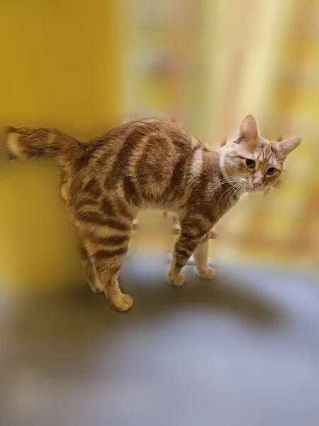 Chat trouvé mâle, Rue Poitevin, Mâcon, Paris - roux, yeux dorés, queue courte et tordue - photo