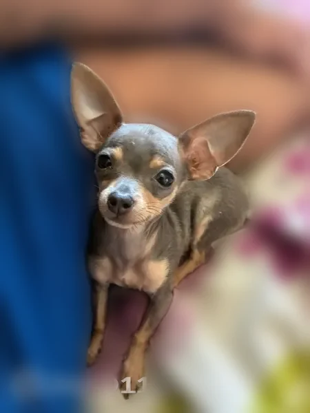 Lost dog, McCord Avenue, 317, Bakersfield - male, grayish with brownish paws - photo