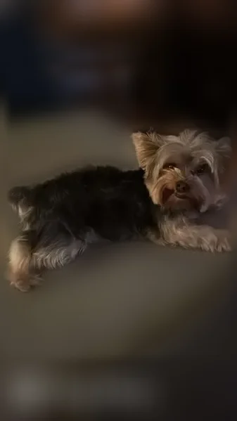 Lost dog, Lake Buena Vista, Florida, Orlando - male Yorkshire Terrier, very friendly - photo