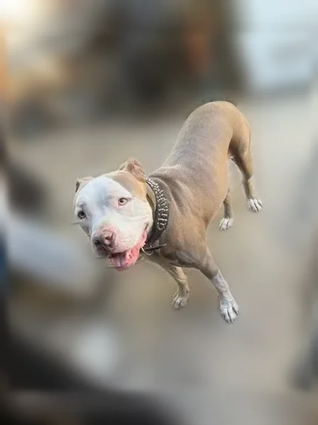Lost dog, South Jordan Avenue, 482, San Jacinto - male pitbull - photo