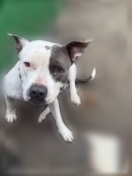 Lost dog, Main Street, 100 East, San Jacinto - female pitbull - photo