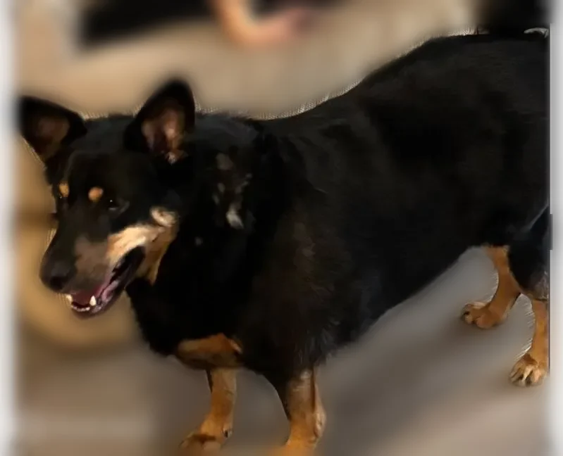 Lost dog, County Road, 76, Aberdeen Township, Laurence Harbor - male, black and brown spots, wearing a great collar - photo
