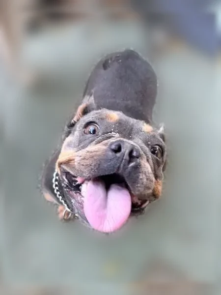 Lost dog, South Jordan Avenue, 482, San Jacinto - female Frenchie - photo