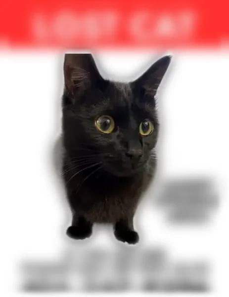 Lost cat, Roswell Road Northeast, 6180, Atlanta - female, black with big yellow eyes - photo