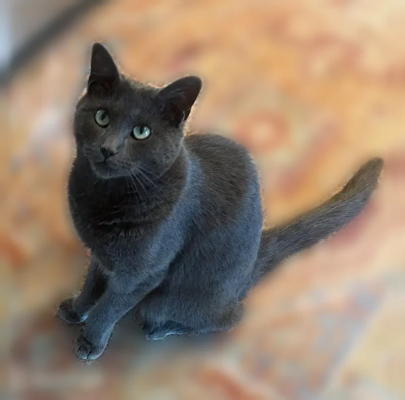 Lost cat, East Fort Avenue, 900, Baltimore, Jessup - grey cat with green eyes - photo