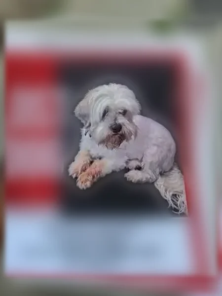 Lost dog, Hazelwood Street, 3146, Detroit - female - photo
