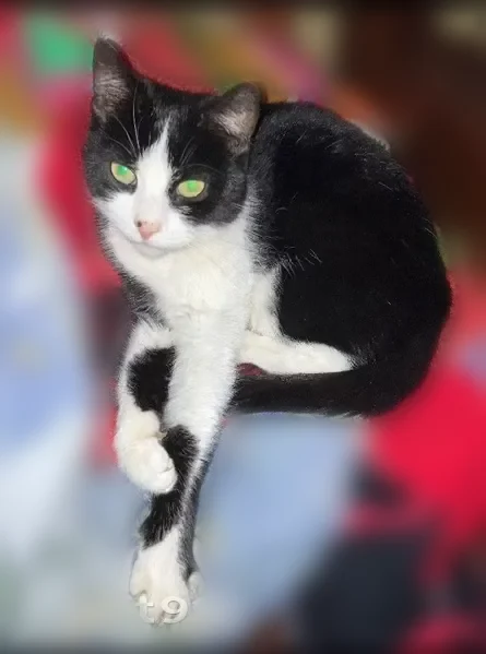 Lost cat, Baker Avenue, 142, Berkeley Heights, Cornwells Heights - female tuxedo cat - photo