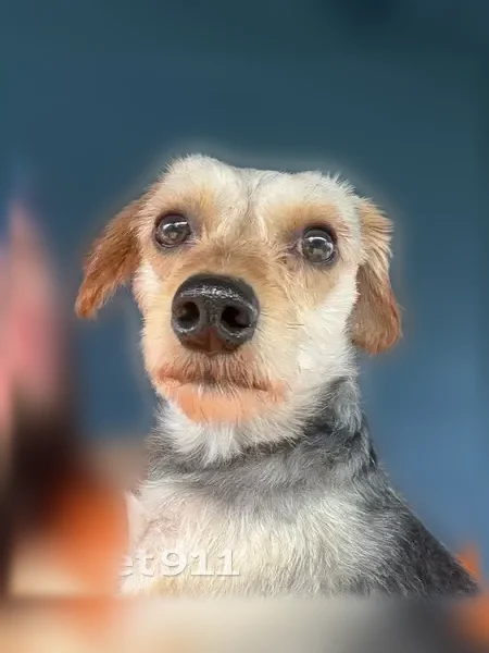 Lost dog, George Street, 11, Throop - male, very skittish - photo