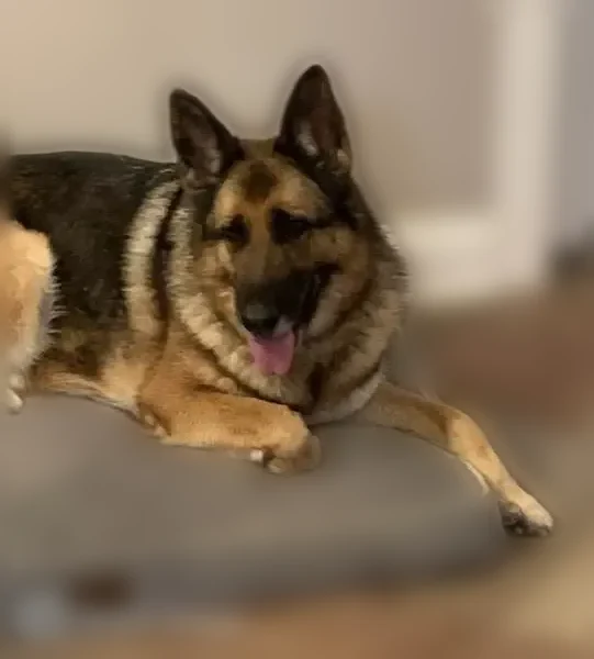 Lost dog, Dublin Drive, 353, Sanford - female German Shepherd, wearing collar and leash - photo