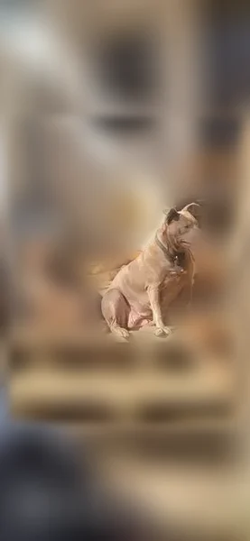 Lost dog, Saltillo, Mississippi - photo