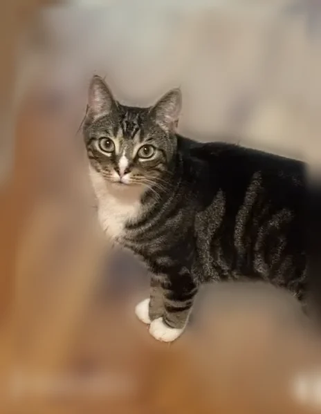 Lost cat, Mill Road, Dedham - male - photo