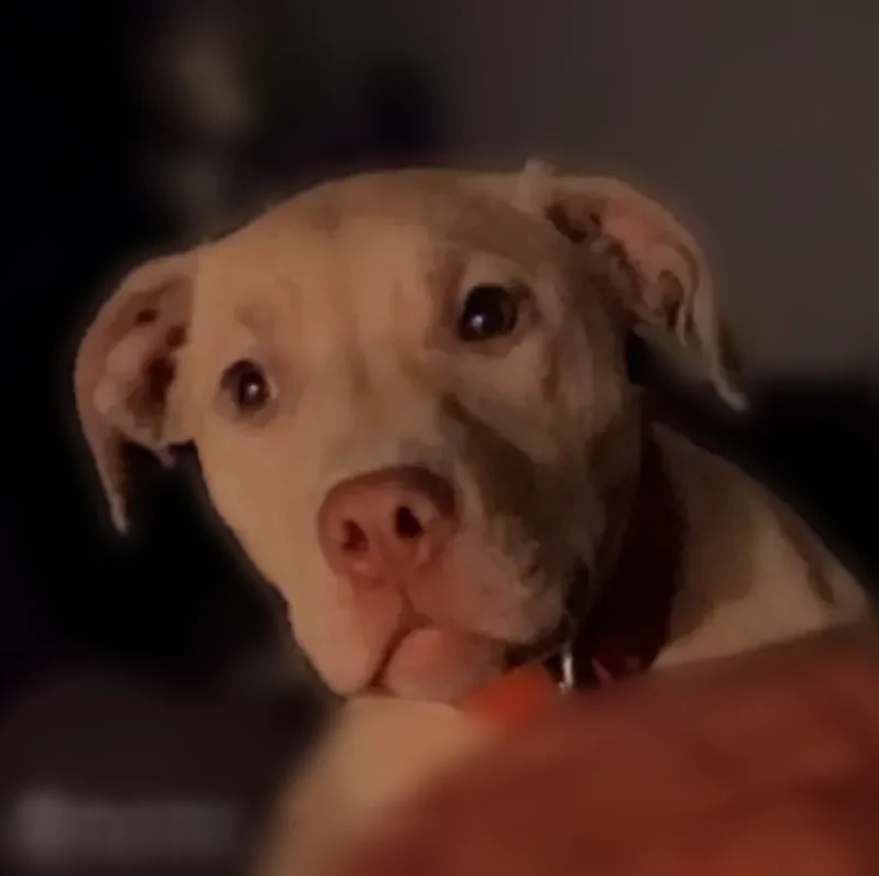 Lost dog, Gratiot Avenue, Detroit - female, tan, red collar - photo