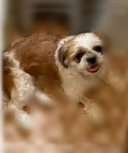 Lost dog, Petteys Avenue, Providence — white and brown, big skin tag - photo