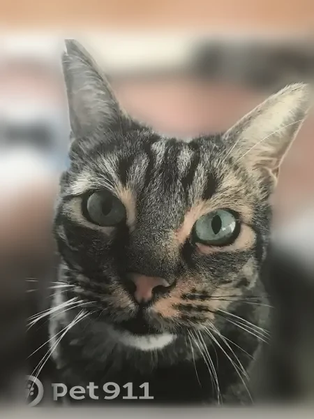 Perdu chat femelle, Rue Jean Mayodon, 8, Alès - gris tigré, oreilles un peu abîmées - photo