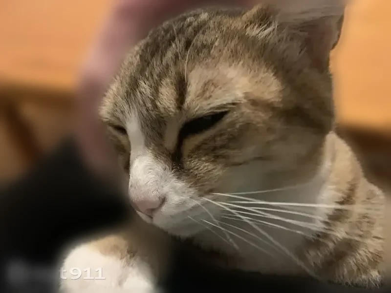 Perdu chat femelle, Molac, Bretagne - tigrée et blanche - photo