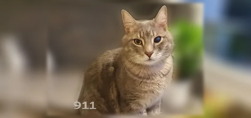 Chat perdu mâle, Chemin du Buissonnay, 601, Lumbin - œil abîmé - photo
