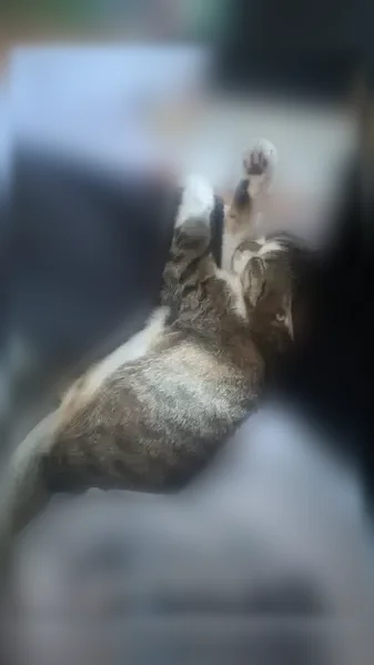Perdu chat femelle, Impasse de la ville au Bault, 6, Vannes — chatte type européen, sans queue - photo