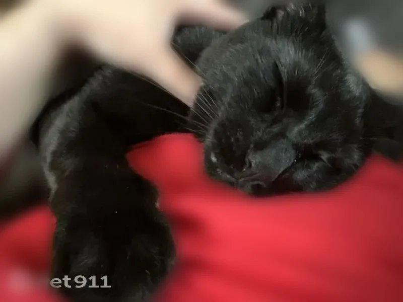 Lost cat, East Henry Clay Street, 512, Whitefish Bay - male - photo