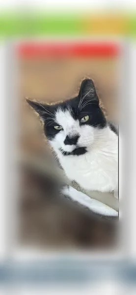 Lost cat, Southwest 316th Street, 20160, Homestead - male, neutered, limping on hind right leg - photo
