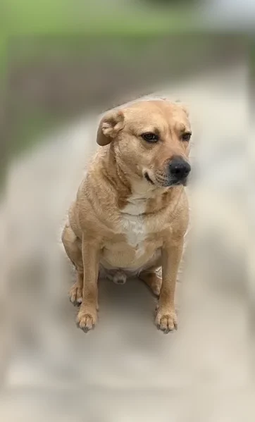 Lost dog, Chamberlain Street, 1419, Irving, Euless - male, light brown, orange collar - photo