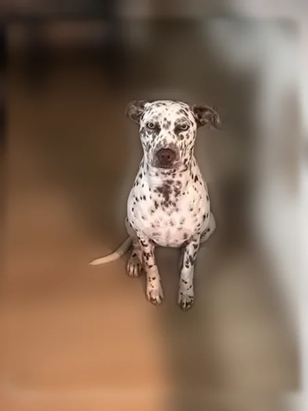Lost dog, Chelmsford Trail, 5764, Arlington - female, Dalmatian mix - photo
