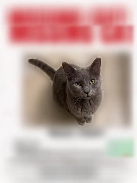 Lost cat, Pebblecreek, 1778, Akron - female, gray with a recently shaved back, left hindquarters, and leg - photo
