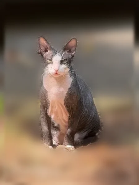 Lost cat male, Skyland Drive, 94, Roswell, Smyrna - gray Sphynx, no collar - photo