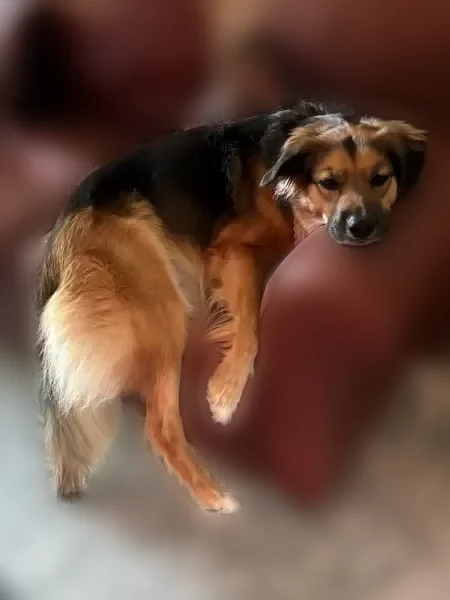 Lost dog, Hunters Trace East, 9302, Austin - female, friendly, chases squirrels - photo