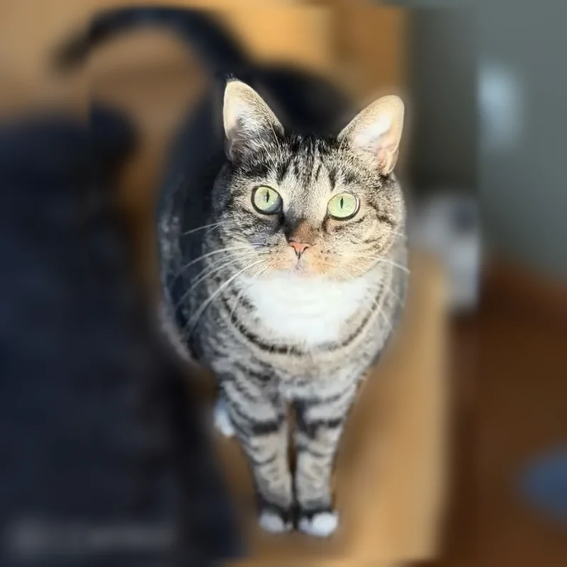Lost cat, female, Beaumont Square, 6431, Lewis Center, Dublin - four white paws - photo