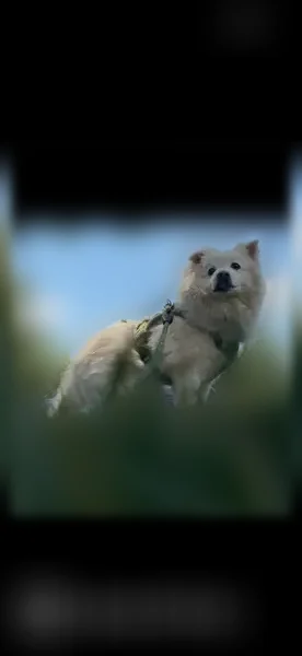 Lost dog, Wilson Boulevard, 6200, Falls Church - male, white Japanese Spitz, 10 years old - photo