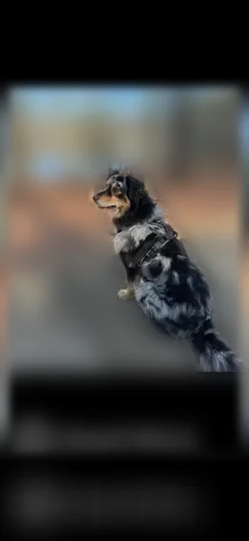 Lost dog, Peachtree Industrial Boulevard, 3095, Duluth - male, recently groomed - photo