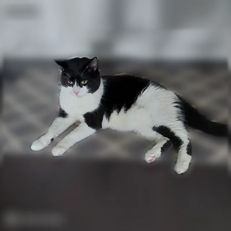 Lost cat, South Navajo Street, 4101, Englewood - female, very timid - photo