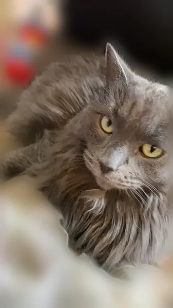 Lost cat, Baldwin Road, 1935, Monroe, Arlington - male, long gray fur, white front paws - photo