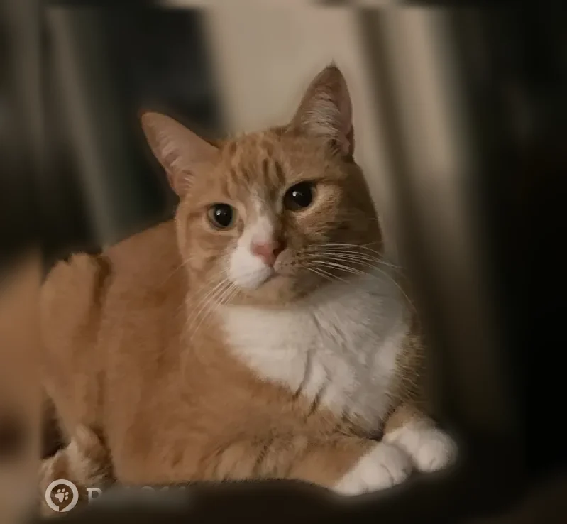 Lost cat, Saddle Drive, Mount Laurel Township, Philadelphia - female, orange with white chest patch - photo