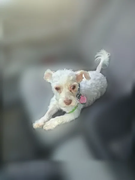 Lost dog, Schoenherr Road, 23012, Warren - male, white with brown ears, short hair - photo