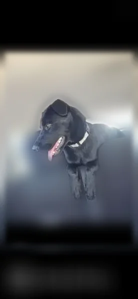 Lost dog, Triple Glen Court, 1906, Fresno - female, black lab mix - photo