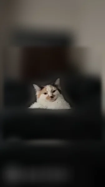 Lost cat, West Elliot Road, 965, Gilbert - photo
