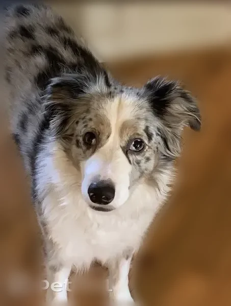 Lost dog, Woodward, 8716, Overland Park - male, tri blue coat, one brown eye and one blue - photo