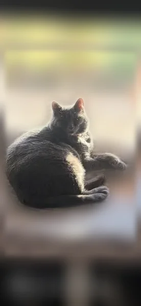 Lost cat, Creekwater Drive, 6202, Alexander - chunky female with a bright pink collar - photo
