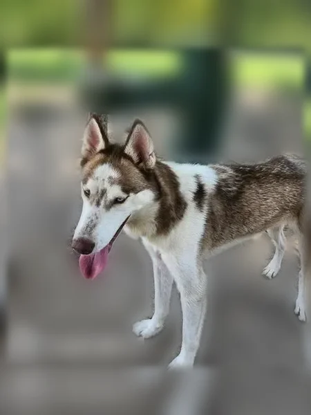 Lost dog, South Rosemont Avenue, 801, Dallas - male - photo