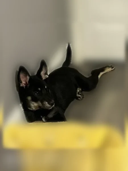 Lost dog, Dobson Avenue, 14427, Dolton - female, wearing a light pink collar - photo