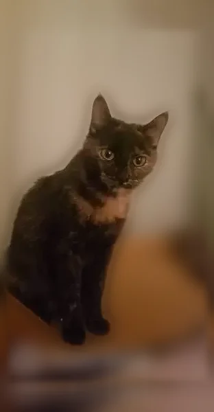 Lost cat, Phoenix, Arizona - female, small black tortoiseshell, very vocal - photo