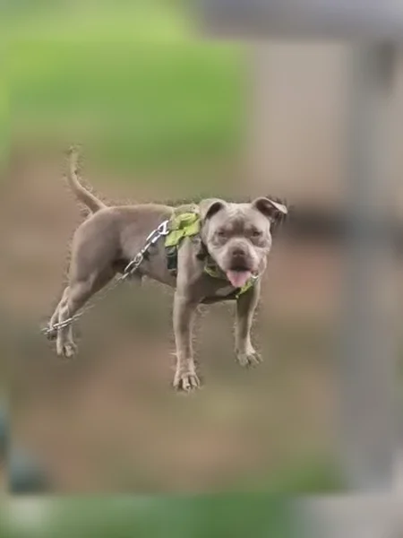 Lost dog, Haralson County, GA, USA, Atlanta - male, blue fawn pocket bully - photo