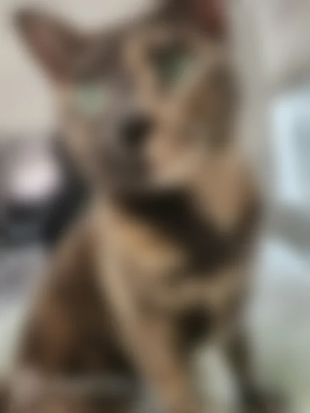 Lost cat, Onyx Lane, 13607, Farmers Branch - female, tortie with a white belly - photo