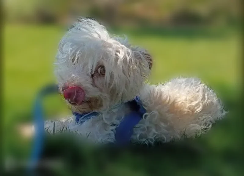 Lost dog, Altura Drive, 432, Perris - small white dog - photo