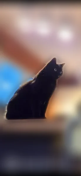 Perdu chat femelle, Avenue de l'École d'École d'Agriculture Gabriel Buchet, 29, Montpellier - toute noire, très sociable - photo