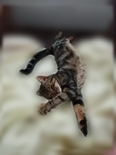 Chat perdu mâle, Rue de la Corvée, 12, Besançon - tigré, yeux verts - photo