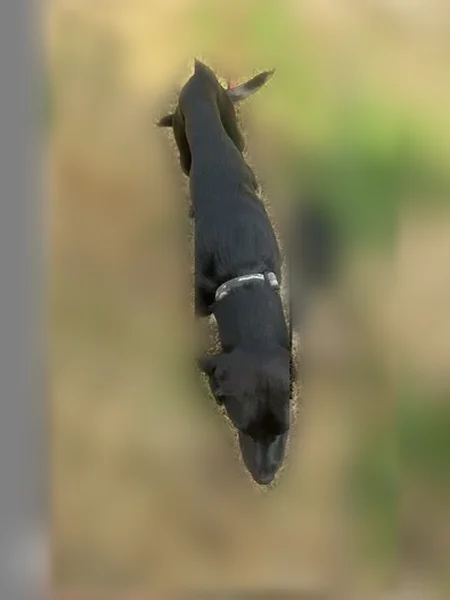 Chien trouvé mâle, Bazouges-la-Pérouse, Bretagne - jeune labrador tout noir - photo