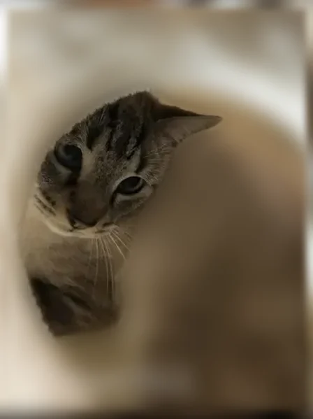 Chat perdu mâle, Cité de l'Enrilise, 58, La Roche-sur-Yon - crème/gris tigré, yeux bleus - photo